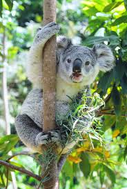 Lone Pine Koala Sanctuary Brisbane Australia One Of The Most Memorable Experiences Holding A Koala Cute Animals Animals Cuddly Animals