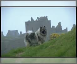 Review how much keeshond puppies for sale sell for below. Puppyfinder Com Keeshond Puppies Puppies For Sale And Keeshond Dogs For Adoption Around The World Page 1 Displays 10