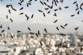 Carpenter ants nest in trees in one of two situations: Flying Ant Day Metro Vancouver Residents Mark The Start Of Winged Season Vancouver Is Awesome