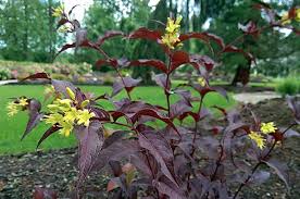 A low growing, compact shrub useful for the front of a border. Firefly Nightglow Dwarf Bush Honeysuckle Botanix Garden Centre