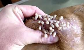 Myasis—by this term (spelled also myiasis, and myiosis), is meant parasitism by dipterous larv. Myiasis In Dogs Symptoms Removal And Treatment Maggots