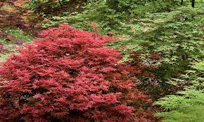 How To Select The Right Japanese Maple Grow Beautifully