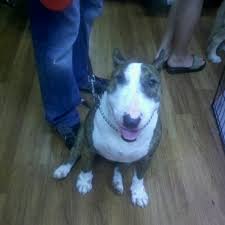 Maybe you would like to learn more about one of these? Pet Supermarket Pet Store In Sarasota