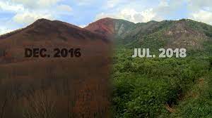 Back in gatlinburg, life continued apace. Green Grows In Smokies Wildfire Scars Boosts Dwindling Pine Species Wbir Com