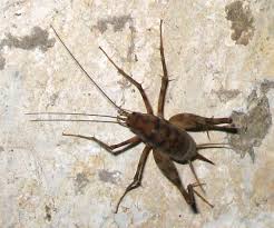 These small buggers seem to be quite harmless apparently. Camel Cricket What S That Bug