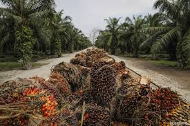 Info harga sawit per kilo di riau saat ini dan berapa harga buah sawit produksi tbs umur 25 tahun di sumut. Hasil Pengeluaran Minyak Kelapa Sawit Malaysia Pada 2021 Dilihat Bakal Mengukuh Berikutan Cuaca Hasil Yang Baik Mpob Labur Global