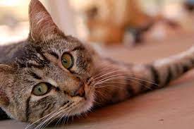Some may live weeks, others may live years. Caring For An Incontinent Cat
