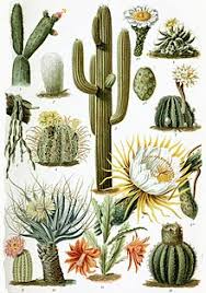 Don't tell me how many 'inches' of water i should use or how much of the pot i'm supposed to fill. Cactus Simple English Wikipedia The Free Encyclopedia