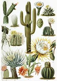 Christmas cactus is a popular houseplant because of its dazzling lilac or pink tubular flowers that bloom for a long time. Cactus Wikipedia