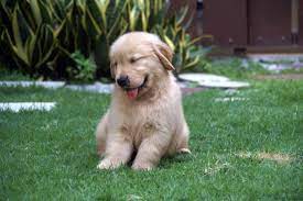 A $400.00 deposit is required to reserve your selection spot for a puppy. Clangan S Golden Retrievers Clangan And Yenscourt Golden Retrievers
