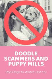 Darling f1bb goldendoodle puppies needing new homes around july 5th. Doodle Scammers And Puppy Mills Red Flags To Watch Out For