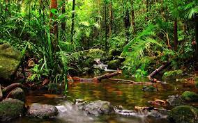 Selva Amazonica 50 Fondos Hd Rainforest Pictures Jungle Wallpaper Hd Nature Wallpapers