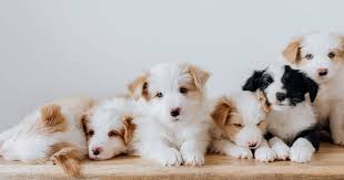 2000 Cute And Popular Pet Names House That Barks
