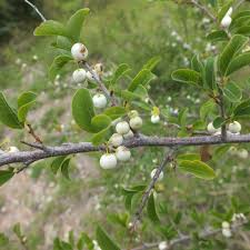 Image result for Flueggea virosa