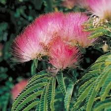 Arbre A Soie L Albizia Julibrissin Roxane Famille Des Acacias Mimosas Superbe Feuillage Albizia Albizia Julibrissin Arbre A Soie