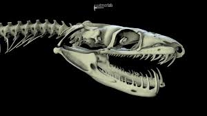 Mangrove Snake Skull By Witmerlab 3d Model Boa Snake Ohio University