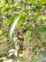 Image result for Gomphia