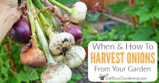 When to pull onions from garden. When And How To Harvest Onions Get Busy Gardening