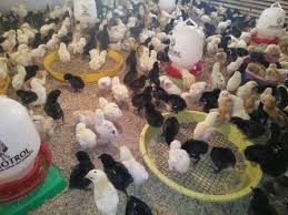 Jual Doc Ayam Jawa Super Khusus Pulau Jawa Sesuai Jalur Kereta Api Kapasitas Pengiriman 5000 Ekor Per Minggu Khusus Wilayah Jo Beternak Ayam Ternak Ayam Ayam