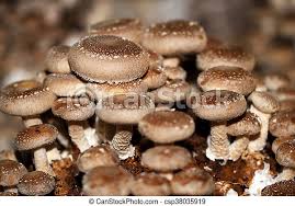 Maybe you would like to learn more about one of these? Shiitake Is A Medicinal Mushroom In Nature Grows Shiitake Mushroom On Wood Such As Oak Beech Chestnut And Walnut Canstock