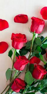 Roses are the popular, most beautiful flowers that women are mad to breath and see pictures of roses, red roses are a symbol of love and romance. Wallpaper Rose Beautiful Love Rose Wallpaper Flowers Pictures