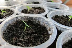 Cara menanam cabe dalam pot atau polybag cukup mudah dilakukan. 5 Cara Menanam Cabe Dengan Mudah Anti Gagal