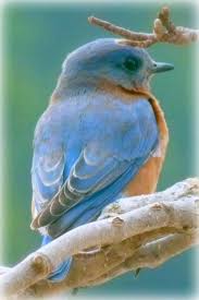 Birds Outside My Window The Bluebird Outside My Window Wild Birds Photography Birds Pretty Birds