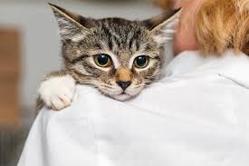 Hayvan Barinaklari Kedi Kopek Barinagi Blog11