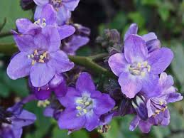 Image result for Wigandia urens