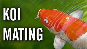 How many times so koi spawn per year. How Often Do Koi Fish Lay Eggs Reproduction Breeding Care