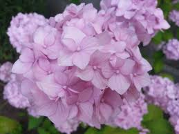 The faux hydrangea is custom dyed just for us in gorgeous shades of lilac and regency purple. Ballhortensie Bouquet Rose Hydrangea Macrophylla Bouquet Rose Baumschule Horstmann