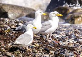 Image result for seagull
