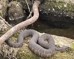 Image of Northern Water Snake