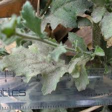 Image result for Pseudoconyza viscosa