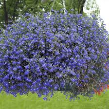 Image result for lobelia