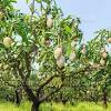 Multi fruit tree (4 varieties cocktail fruit tree). 1