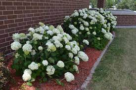 401 Authorization Required Planting Hydrangeas Annabelle Hydrangea Hydrangea Arborescens Annabelle