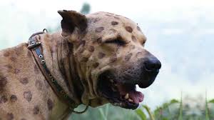 Bully kutta or pakistani mastiff or simply bull. Pakistani Mastiff Price Temperament Life Span