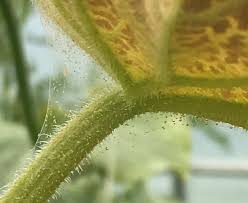 Image result for spider mites cucumber plants