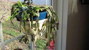 Do not allow the plant to dry out for long periods of time as this can also be a cause of the plant becoming why is my christmas cactus turning brown? Wilting Christmas Cactus Horticulture