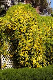 Image result for Dolichandra