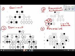 Interpreting Pedigree Charts Youtube