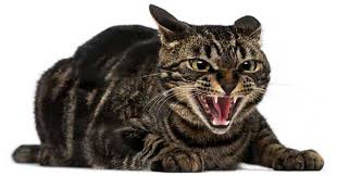 The main symptom of an ingrown toenail is a constant pain in the nail fold, increasing walking and wearing shoes. How To Prevent Cat Ingrown Nails Zooawesome