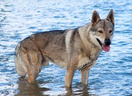 Club für tschechoslowakische wolfshunde deutschland e.v. Tschechoslowakischer Wolfshund Pflege Und Haltung