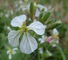 Image result for Raphanus