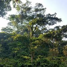 Stream Paskat by Emil Awad