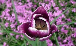 Brighten up any space with fresh blooms fit for summer. Planting Zones Map Find Your Plant Hardiness Growing Zone