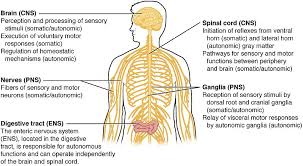 Difference Between Central And Peripheral Nervous System