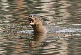 Pria perlu melakukan berbagai cara untuk bisa membawa pasangan ke titik nyaman, kemudian lanjut bergairah, hingga orgasme. Otter Memerang My Flora Fauna