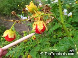 Image result for Solanum sisymbriifolium